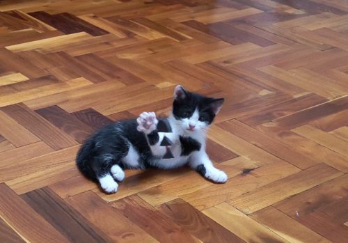 Red Line halacska huzogatós cica ügyességi játék 