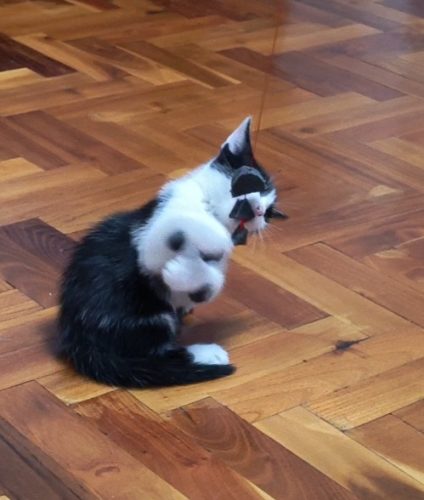 Red Line halacska huzogatós cica ügyességi játék 